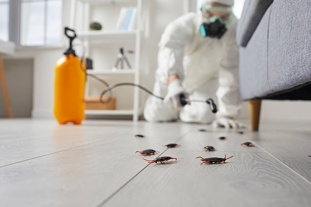 Post-Treatment Bed Bug Interceptor Monitoring in Thurmont